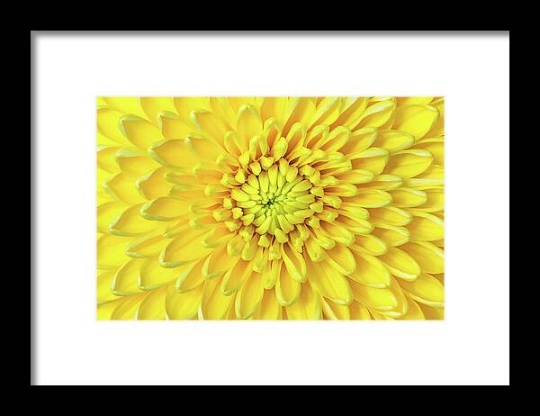 Chrysantemum Framed Print featuring the photograph Sunny Side Up by Elvira Peretsman