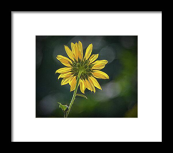 Bloom Framed Print featuring the photograph Sunny Sunflower Following the Sun With Enhancements by Debra Martz