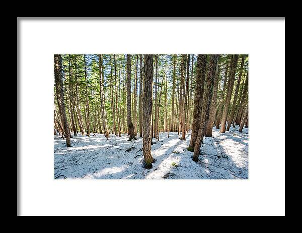 Evergreen Framed Print featuring the photograph Sunny Winter Evergreens by Pelo Blanco Photo