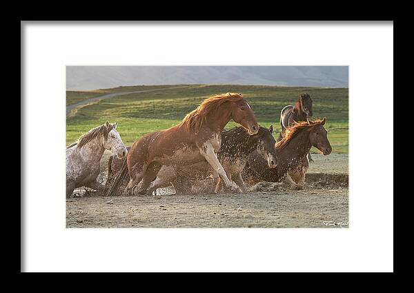 Stallion Framed Print featuring the photograph Sunrise at the Waterhole. by Paul Martin