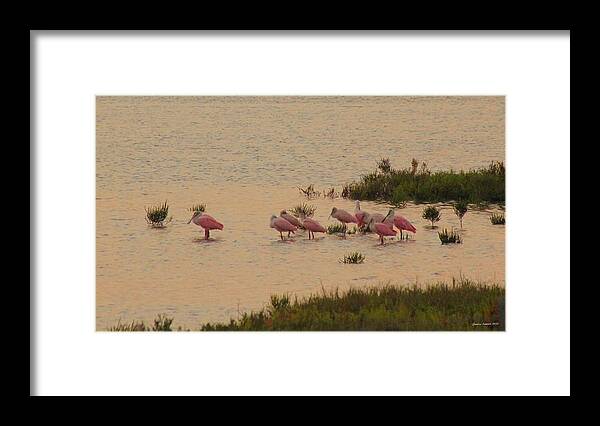 Roseate Spoonbills Framed Print featuring the photograph Sunrise Bowl of Spoons by Jessica Lamson