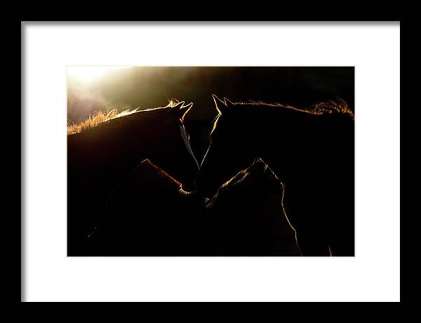 Horse Framed Print featuring the digital art Sunrise Companions by Nicole Wilde