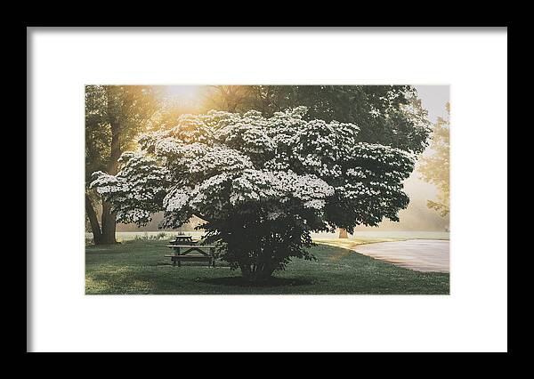 Dogwood Framed Print featuring the photograph Sunrise Over a Dogwood by Jason Fink