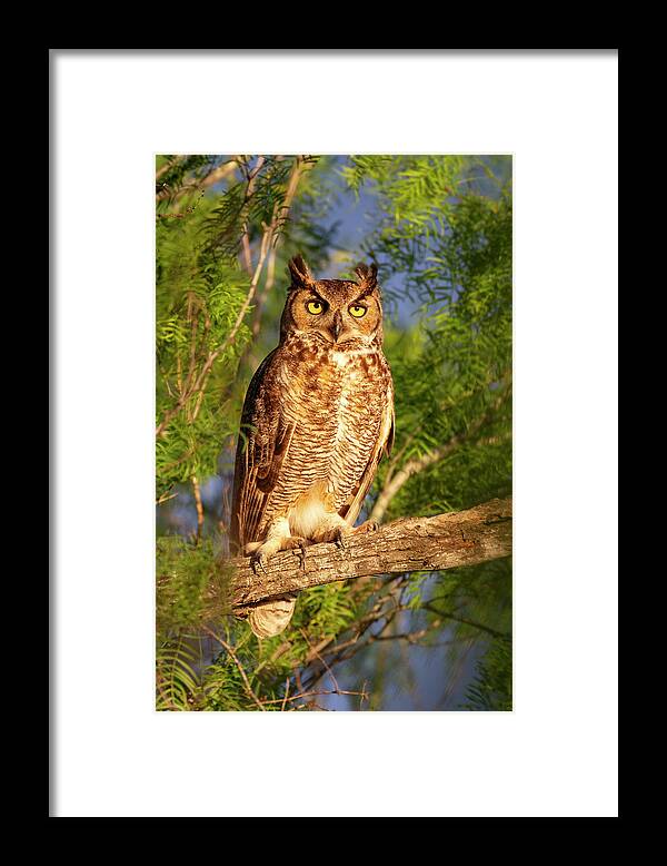 Owl Framed Print featuring the photograph Sunrise Owl by D Robert Franz
