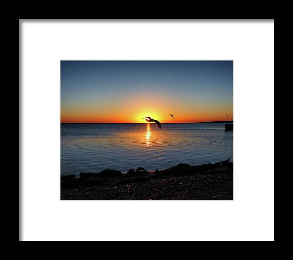 Sunrise Framed Print featuring the photograph Sunrise Seagull Silhouette by Bill Swartwout