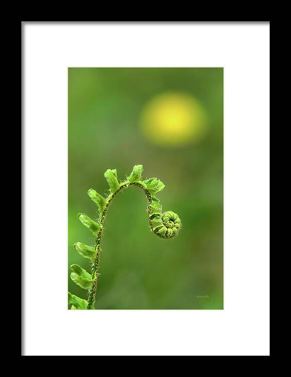 Fern Framed Print featuring the photograph Sunrise Spiral Fern by Christina Rollo