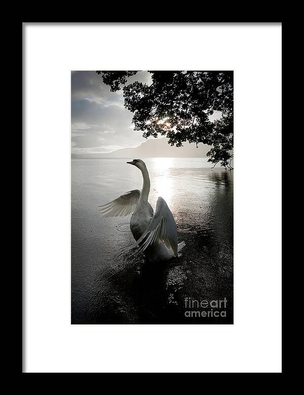 England Framed Print featuring the photograph Sunrise Swan, Ullswater by Tom Holmes Photography
