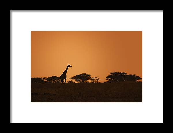 3scape Framed Print featuring the photograph Sunset Over Tarangire by Adam Romanowicz