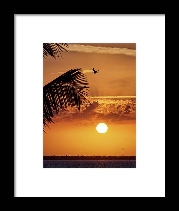Sunset Framed Print featuring the photograph Sunset Palm by Ron Dubin