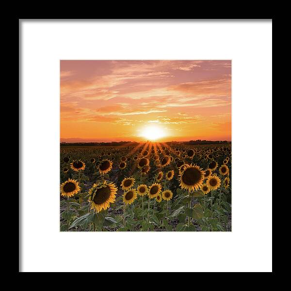 Landscape Framed Print featuring the photograph Sunset Sunflowers by Phillip Rubino
