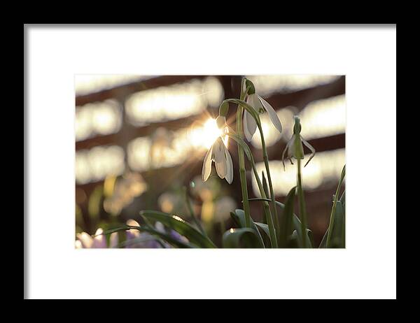 Misty Framed Print featuring the photograph Sunshine goes through Galanthus nivalis by Vaclav Sonnek