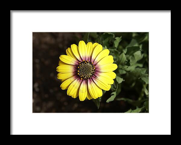 Flower Framed Print featuring the photograph Sunshine by Heather E Harman