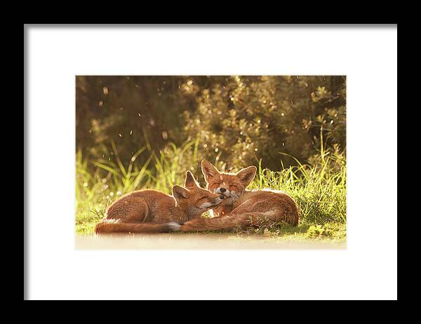 Fox Framed Print featuring the photograph Sunshower by Roeselien Raimond