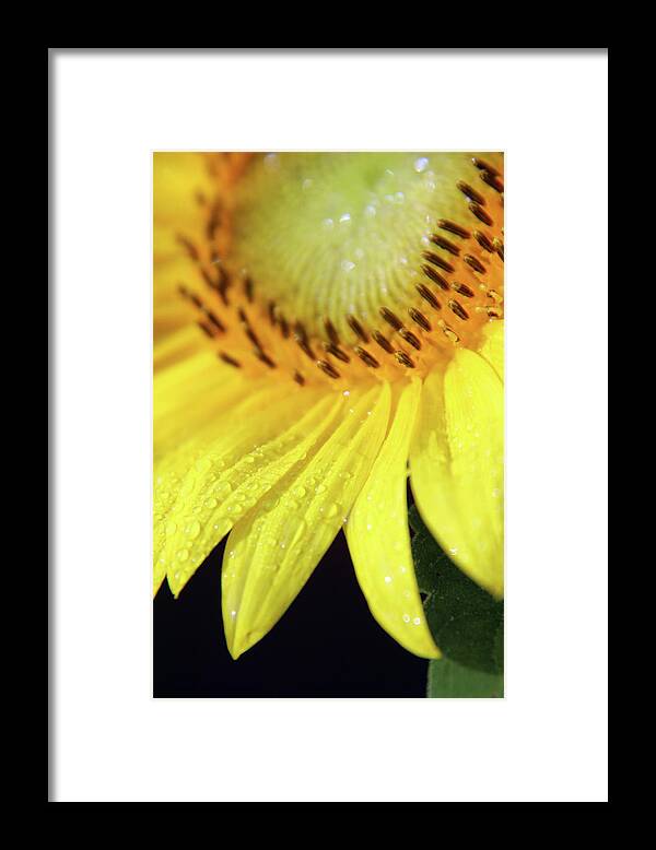 Sunflower Framed Print featuring the photograph Sunswagger by Carolyn Stagger Cokley