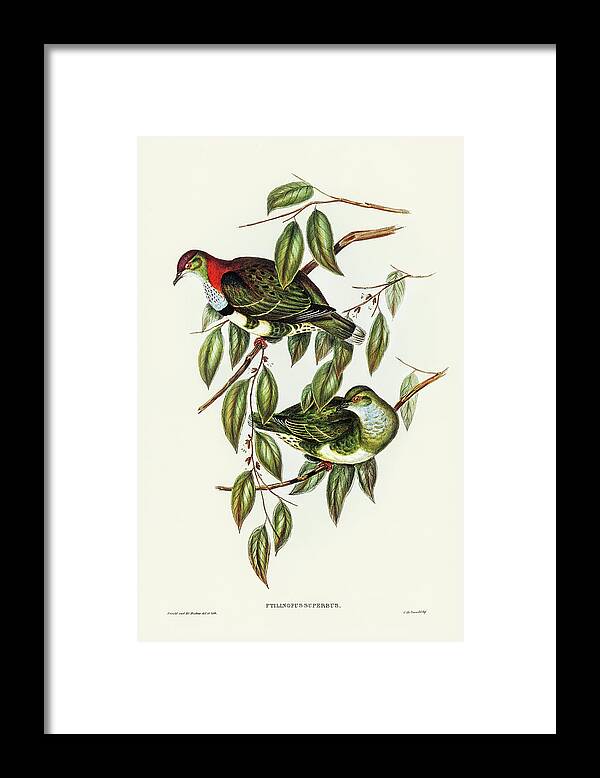 Superb Fruit Pigeon Framed Print featuring the drawing Superb Fruit Pigeon, Ptilinopus superbus by John Gould
