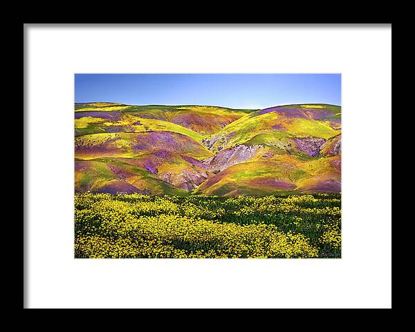 Wildflowers Framed Print featuring the photograph Superbloom Hills Above Carrizo Plain, California by Brian Tada