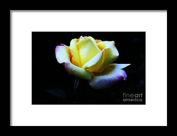 Rose Framed Print featuring the photograph Supernal by Doug Norkum
