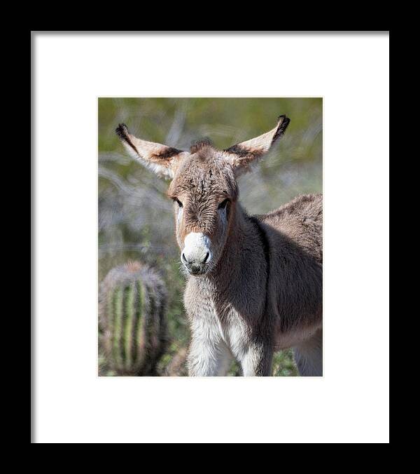 Wild Burros Framed Print featuring the photograph Sure I Can Fly by Mary Hone