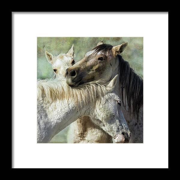Wild Horses Framed Print featuring the photograph Surrounded by Love by Belinda Greb