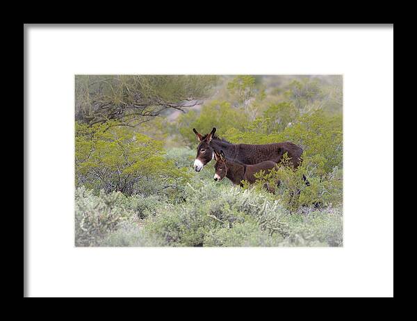 Wild Burro Framed Print featuring the photograph Surrounded by Mary Hone