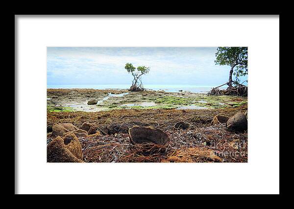 Mangrove Framed Print featuring the photograph Surroundings - Florida Mangroves Sponges by Chris Andruskiewicz