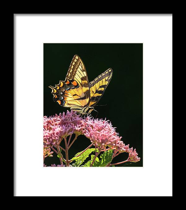 Butterfly Framed Print featuring the photograph Swallowtail Summer Light by Rachel Morrison