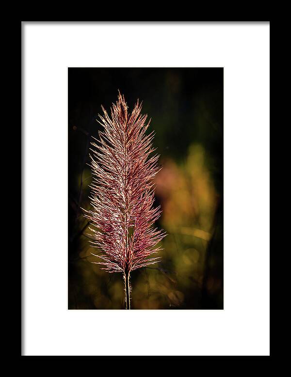 2021 Framed Print featuring the photograph Swamp Grass by Charles Hite