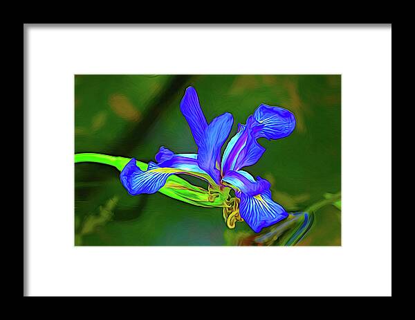 Swamp Iris Framed Print featuring the photograph Swamp Iris Expressing Itself by Jerry Griffin