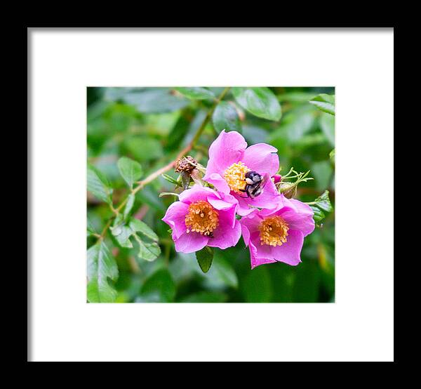 #swamproses#azaleagarden#northcarolinaarboretum#ashevillenc#usa Framed Print featuring the photograph Swamp Roses and Friend by Katherine Y Mangum