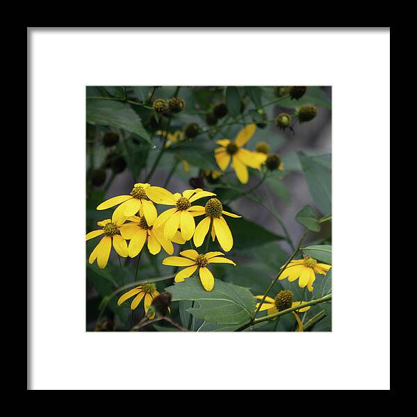 Photograph Framed Print featuring the photograph Swamp Sunflowers by Suzanne Gaff