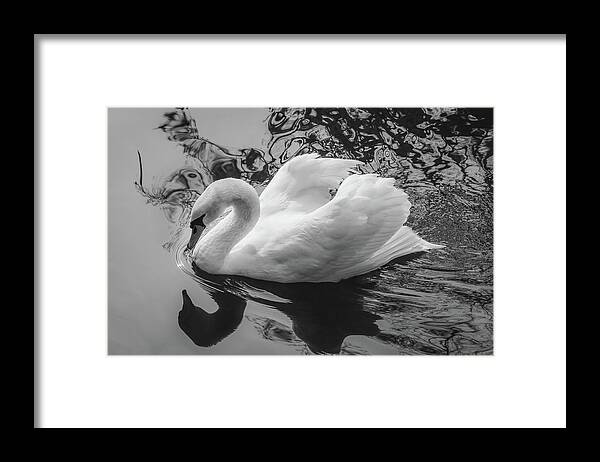 Sc Framed Print featuring the photograph Swan 6 by Cindy Robinson