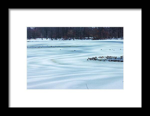 Winter Framed Print featuring the photograph Swan and Ducks Resting on a Frozen Lake by Auden Johnson