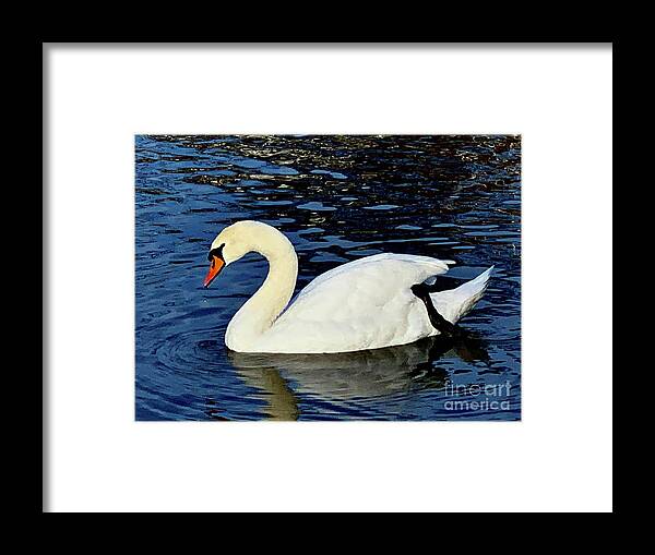 Framed Print featuring the photograph Swan by Dennis Richardson