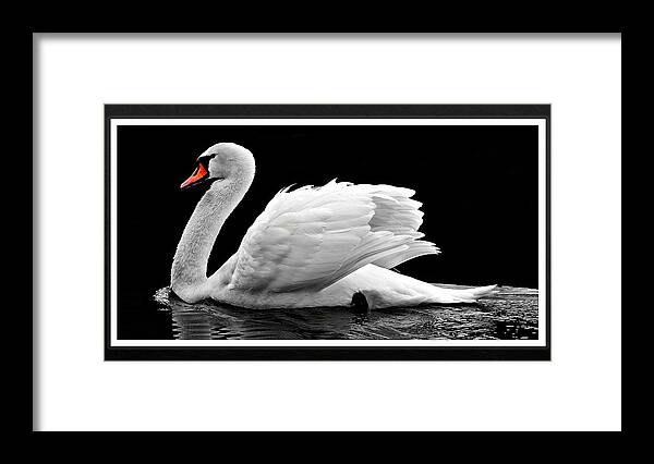 Swan Framed Print featuring the photograph Swan Elegance by Nancy Ayanna Wyatt