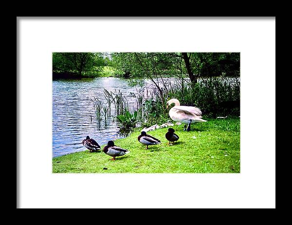 Swan Framed Print featuring the photograph Swan Family And Mallards by Gordon James