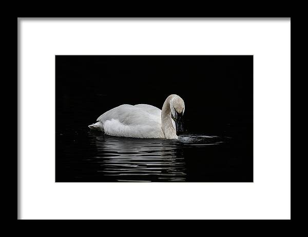 Swan Framed Print featuring the photograph Swan by Jerry Cahill