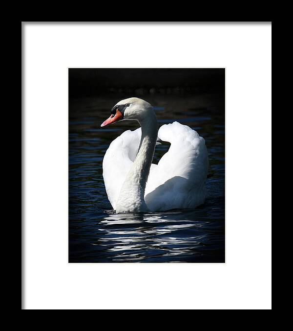 Swan Framed Print featuring the photograph Swan by Michelle Wittensoldner