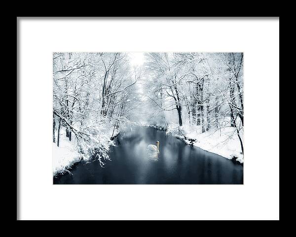 Winter Framed Print featuring the photograph Swan Solo by Jessica Jenney