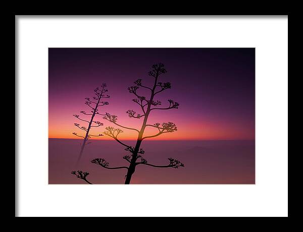 Agave Americana Framed Print featuring the photograph Swan song of an Agave Americana by Gary Browne