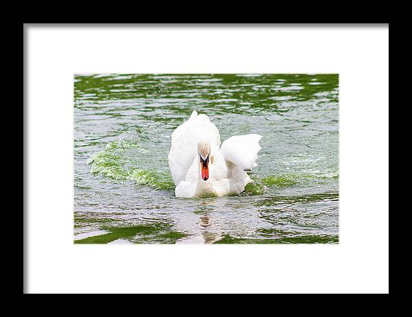 Swam Framed Print featuring the photograph Swan Swimming Across a Lake by Auden Johnson