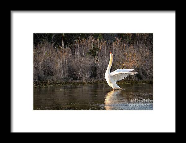 Swan Framed Print featuring the photograph Swan, wings stretched. by Alyssa Tumale