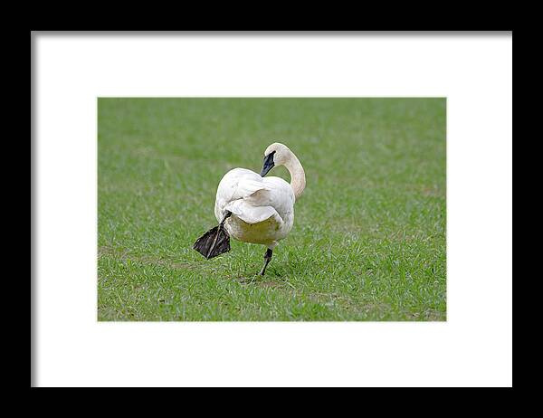 Swan Framed Print featuring the photograph Swan Yoga by Jerry Cahill