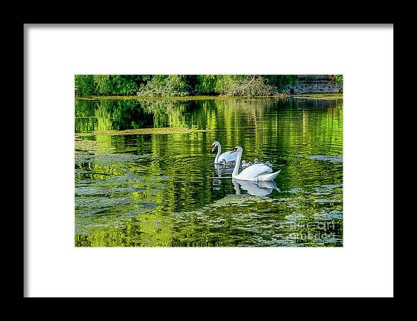 Ambleside Park Framed Print featuring the photograph Swans at Ambleside by Michael Wheatley