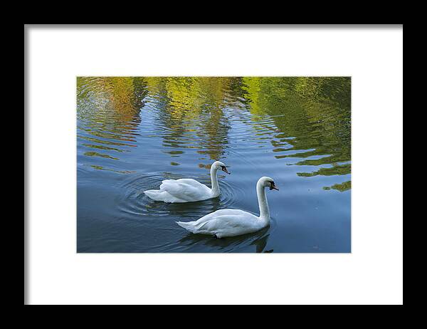 Pond Framed Print featuring the photograph Swans by Fidanci