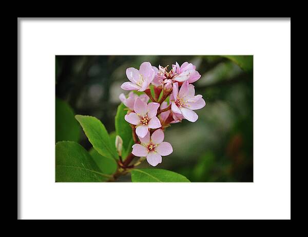 Blossom Framed Print featuring the photograph Flowers of SoCal - Sweet and Dainty Pink Blossoms by Gaby Ethington