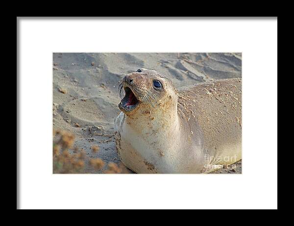 Seal Lion Framed Print featuring the photograph Sweet Face by Doug Gist
