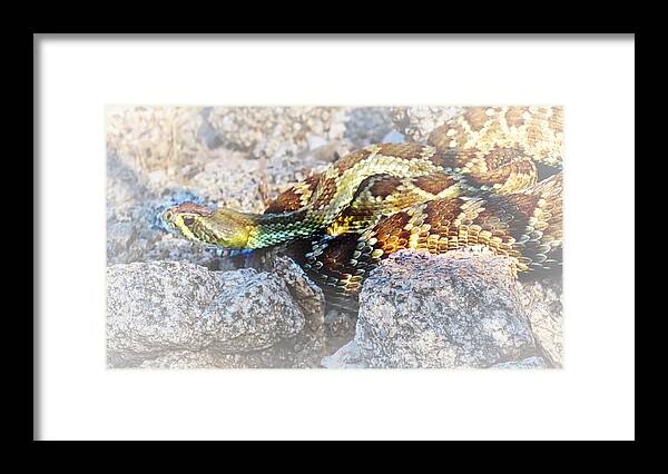 Affordable Framed Print featuring the photograph Sweet Honey in the Rock by Judy Kennedy
