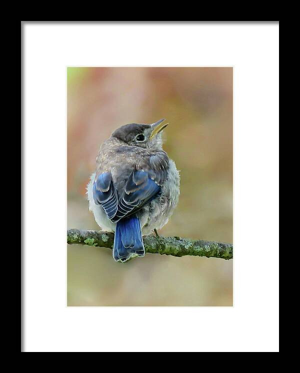 Bird Framed Print featuring the photograph Sweet Little Bluebird by Rebecca Grzenda