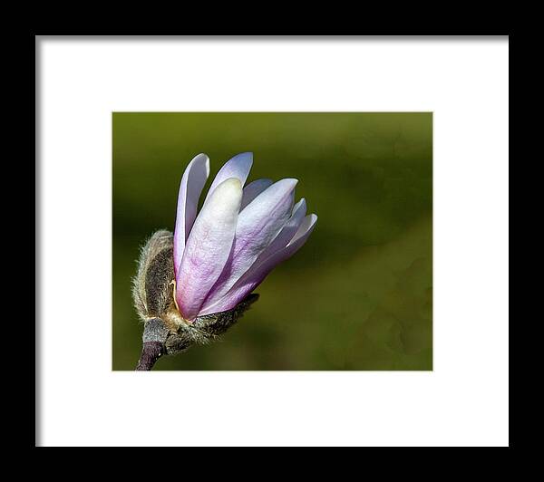 Flower Framed Print featuring the photograph Sweet Magnolia by Cathy Kovarik