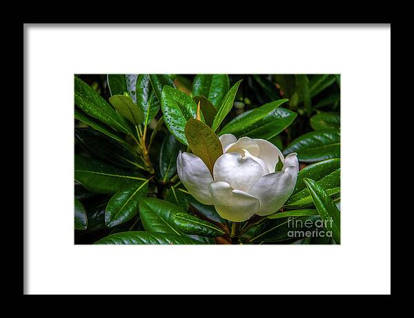 Blossom Framed Print featuring the photograph Sweet Magnolia by Shelia Hunt